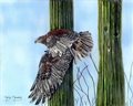 Desert Flight, Marilyn Manwaring